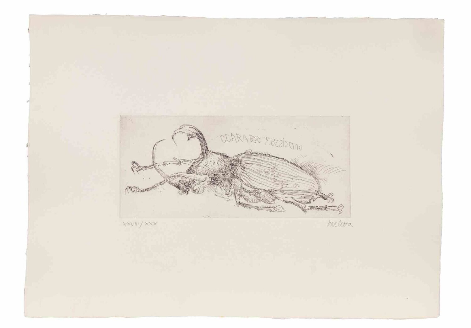 Mexican Beetle Sergio Barletta Print for sale