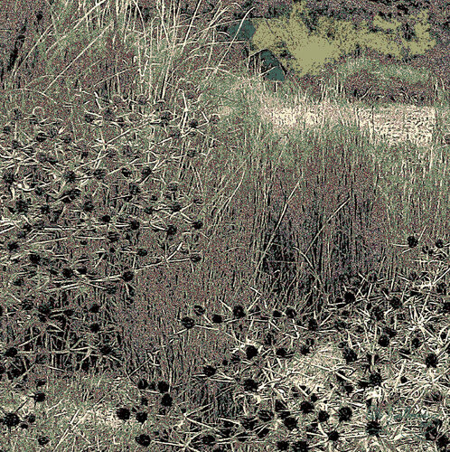 Bush field-1 van Pablo Guillamon, Fotografie te koop op Singulart