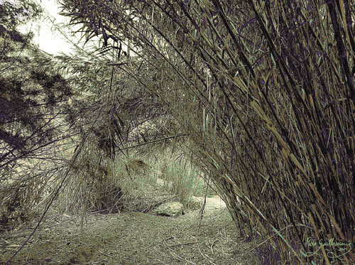 Reeds-1 Pablo Guillamon