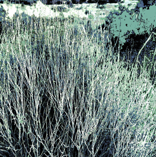 Bush field-5 van Pablo Guillamon, Fotografie te koop op Singulart