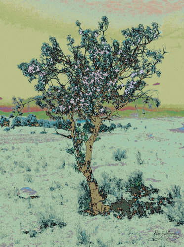 Almond tree-1 di Pablo Guillamon, Fotografia in vendita su Singulart