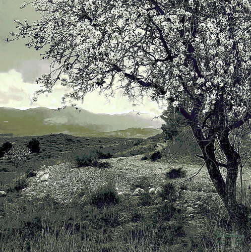 Almond blossom-1 de Pablo Guillamon, Fotografía a la venta en Singulart