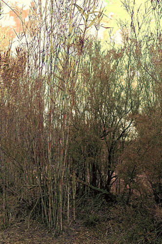 Reeds-3 di Pablo Guillamon, Fotografia in vendita su Singulart