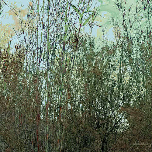 Reeds-2 von Pablo Guillamon, Fotografie kaufen auf Singulart