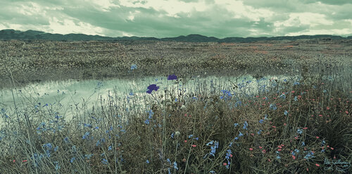 Wild Flowers-1 by Pablo Guillamon, 사진 for Sale on Singulart