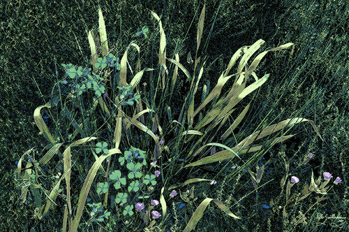 Wild Flowers-4 van Pablo Guillamon, Fotografie te koop op Singulart