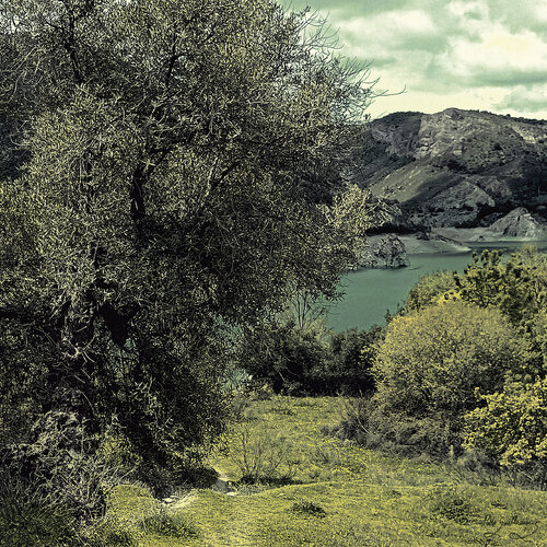 Olive tree by the lake by Pablo Guillamon, 사진 for Sale on Singulart