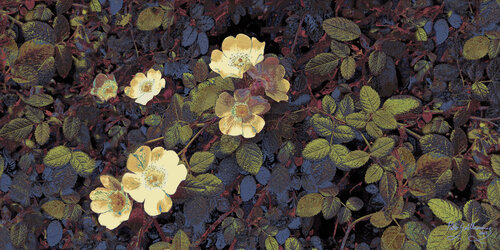 Wild Roses-1 by Pablo Guillamon, 사진 for Sale on Singulart