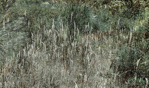 Mizala Forest-4 van Pablo Guillamon, Fotografie te koop op Singulart