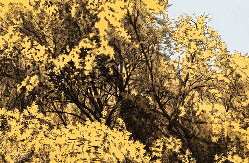 Yellow broom by Pablo Guillamon, Photography for Sale on Singulart