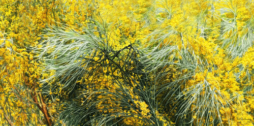 Yellow broom-1 Pablo Guillamon
