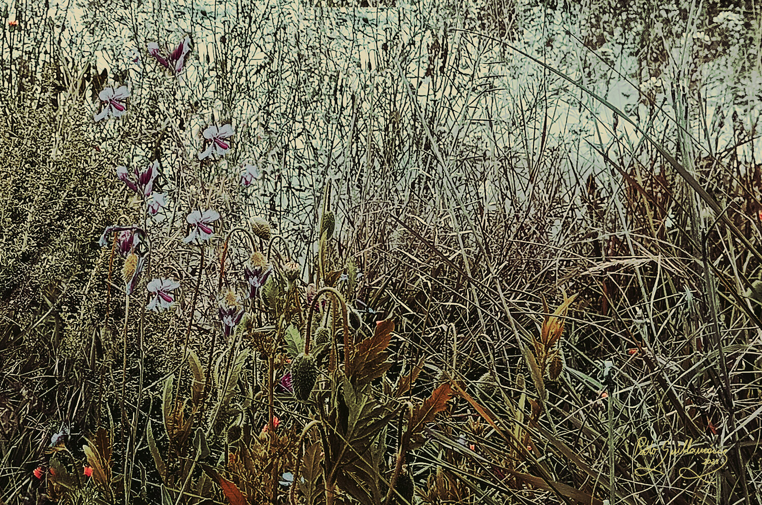 Wild Flowers-2 Pablo Guillamon
