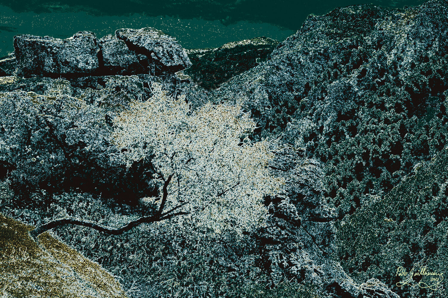 Almond tree-2-Night Pablo Guillamon