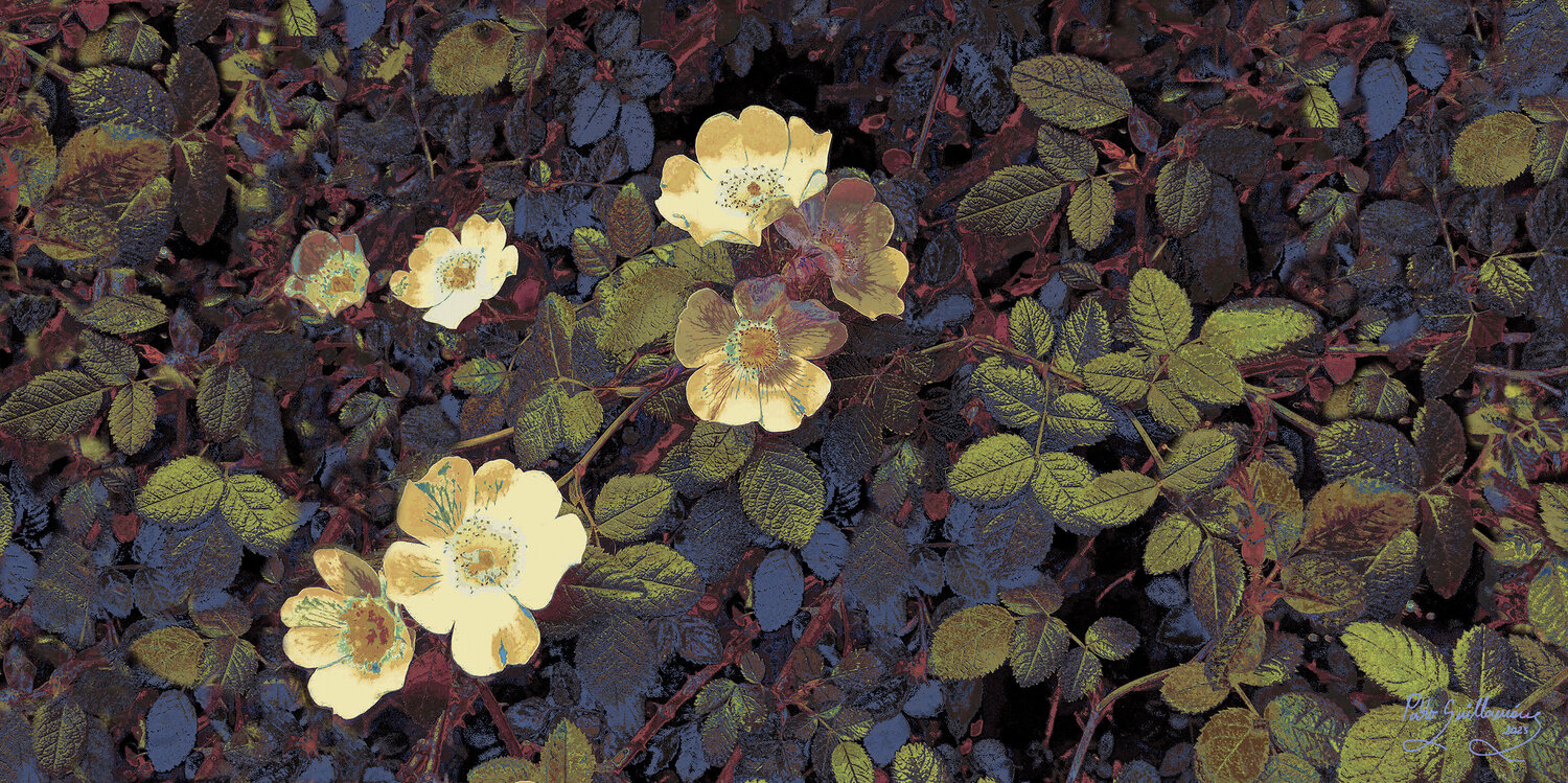 Wild Roses-1 Pablo Guillamon