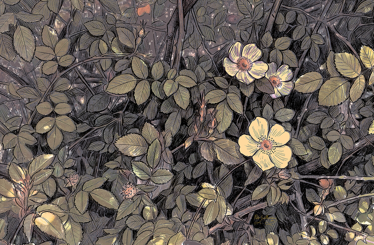 Rose Hip-A Pablo Guillamon