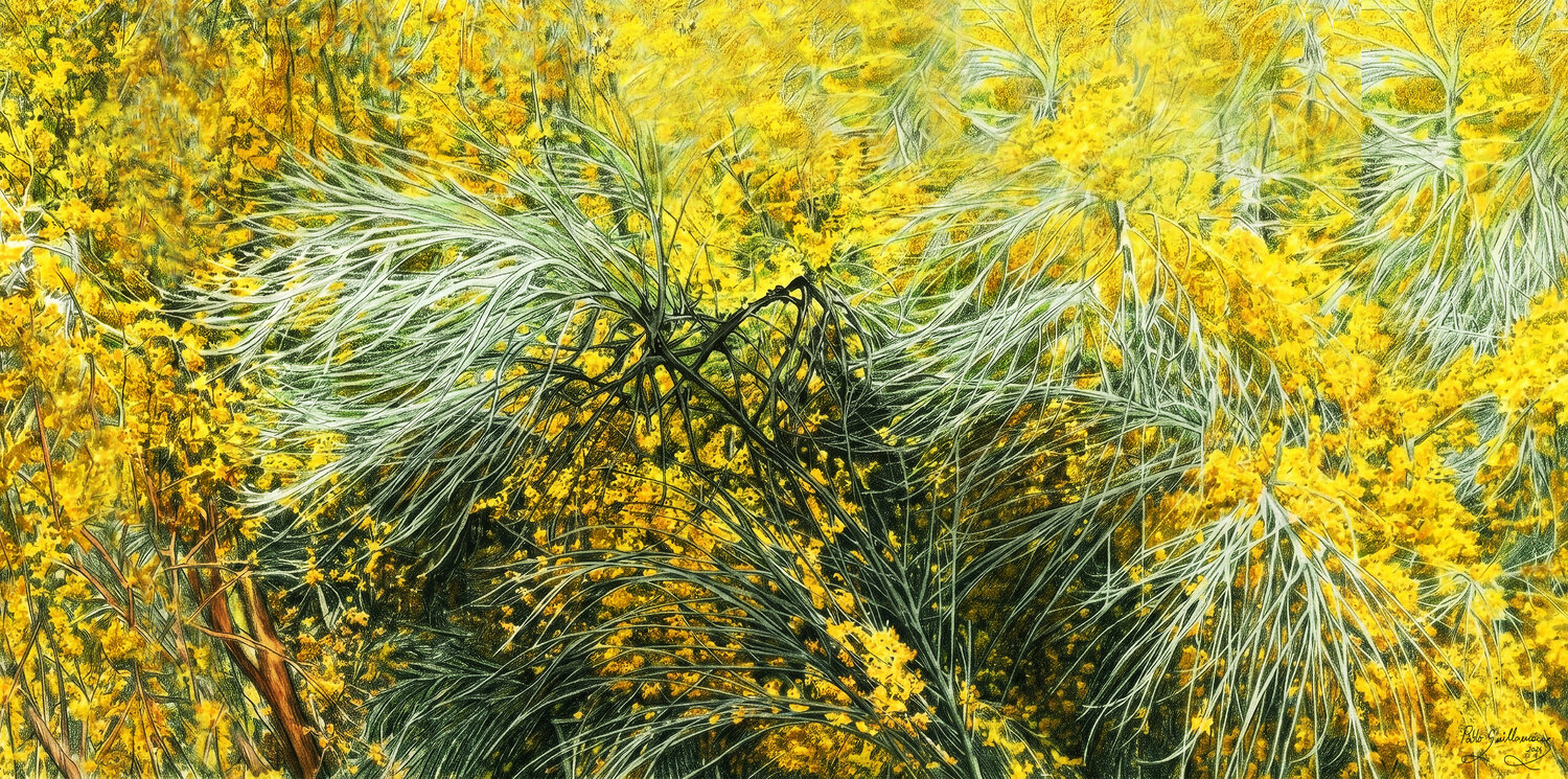 Yellow broom-1 Pablo Guillamon Photography for sale