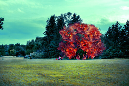 L'oryfleur von hugues rochette, Fotografie kaufen auf Singulart