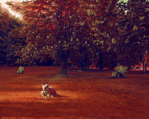 Foxy by hugues rochette, 사진 for Sale on Singulart