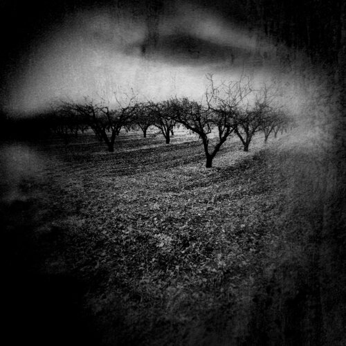 Metamorphosis ... OZ Nerval