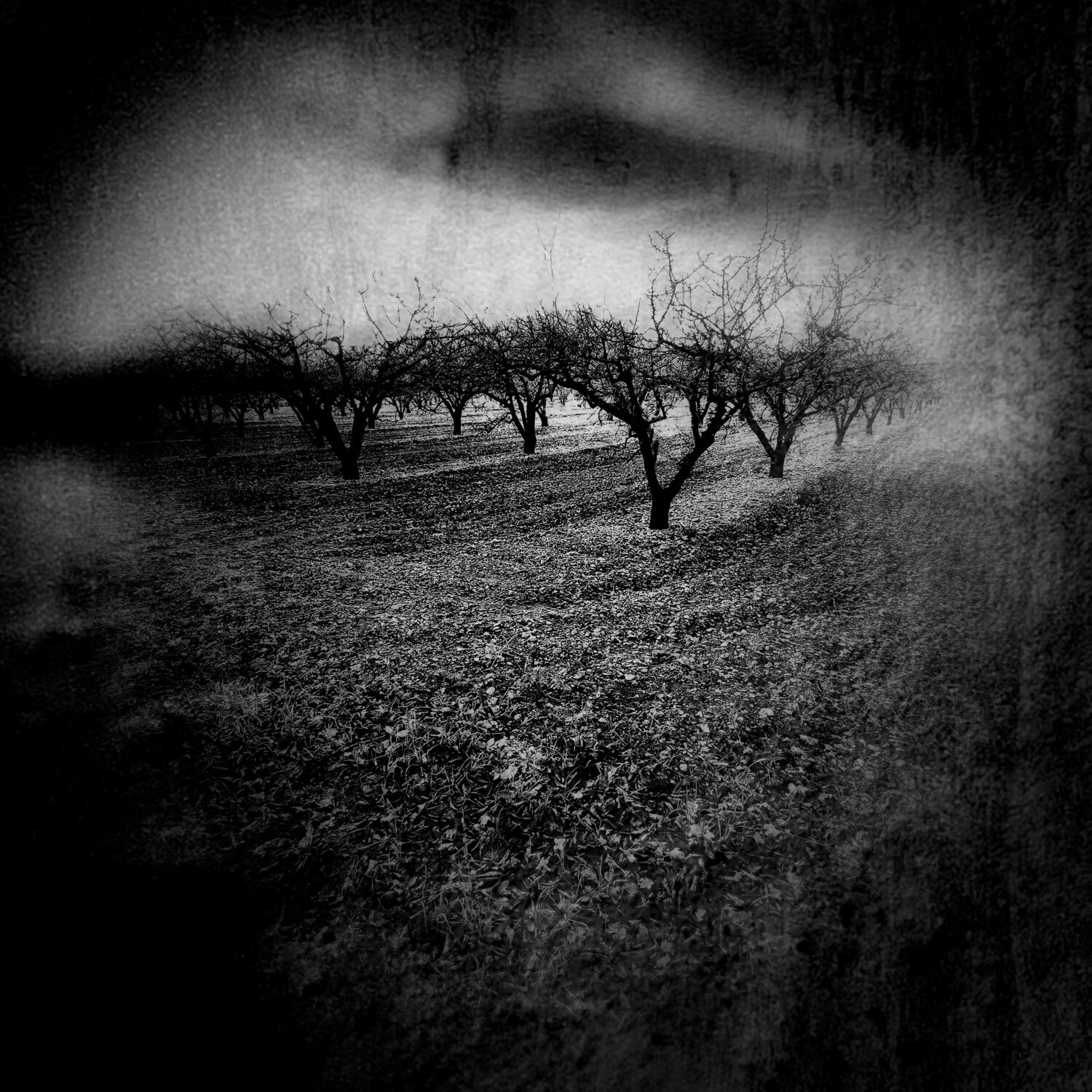 Metamorphosis ... OZ Nerval