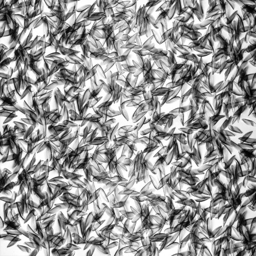 Discarded wings di CR Shelare, Fotografia in vendita su Singulart