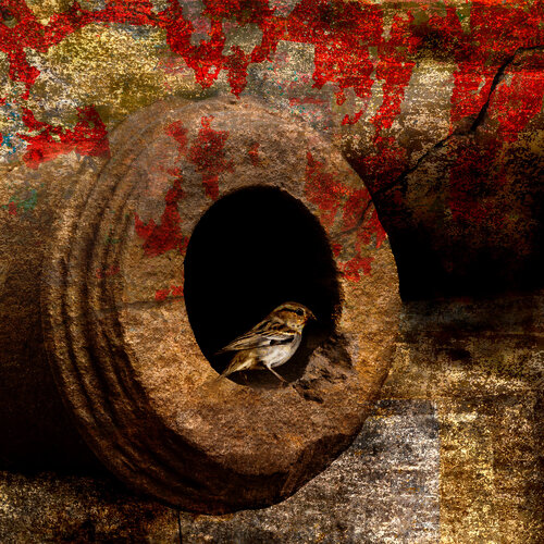 cannon and Peace van CR Shelare, Fotografie te koop op Singulart