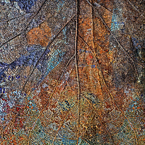 Elegance van CR Shelare, Fotografie te koop op Singulart