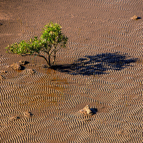 Linear Configuration van CR Shelare, Fotografie te koop op Singulart