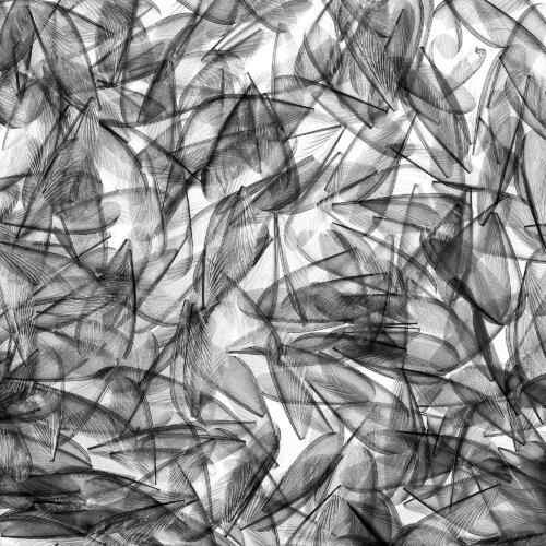 Discarded wings - 2 by CR Shelare, Photography for Sale on Singulart