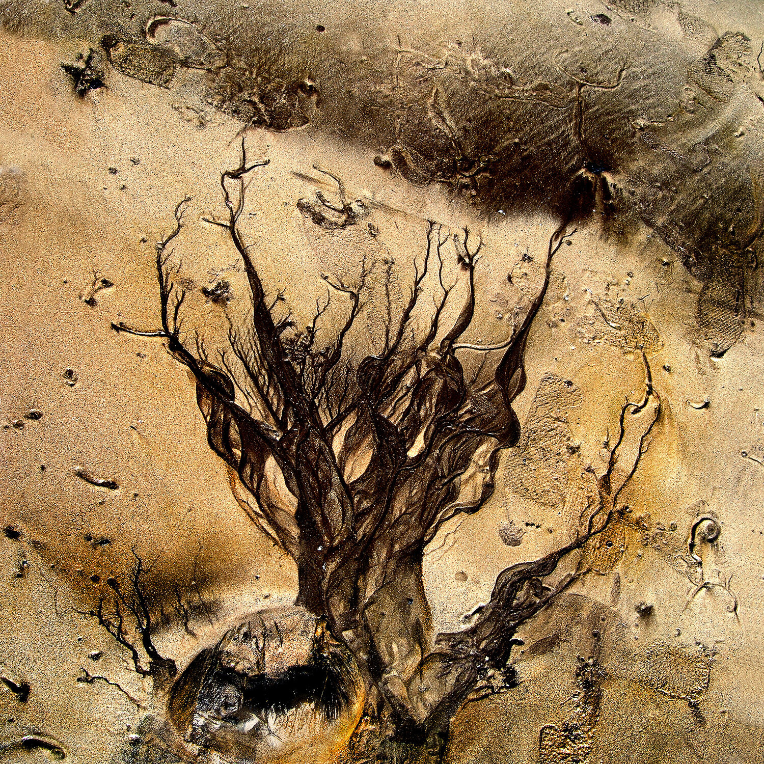 Sandscape - 5 CR Shelare