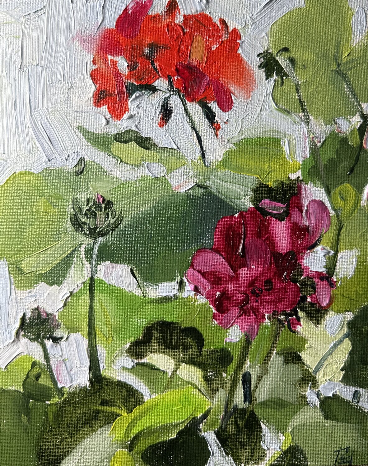Geranium mini Elena Hromova
