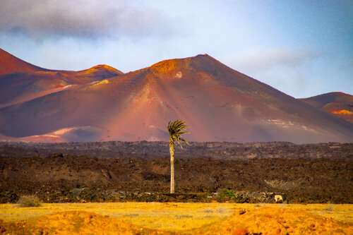 Dernier témoin van Laure Boyer, Fotografie te koop op Singulart