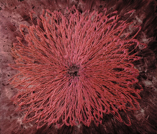 12086 (Space Flower 211901) Volker W. Hamann