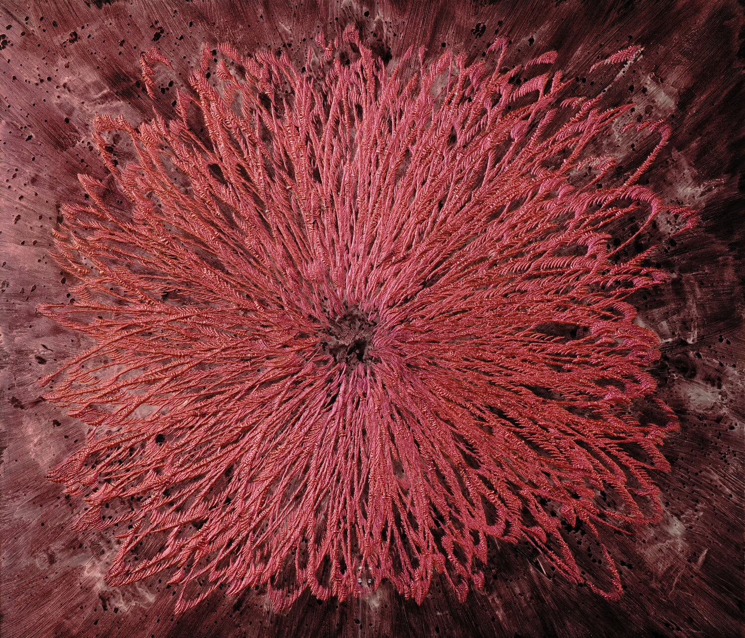 12086 (Space Flower 211901) Volker W. Hamann