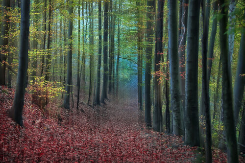 Zauberhafter Wald I - rot di Ulli Steinküller, Fotografia in vendita su Singulart