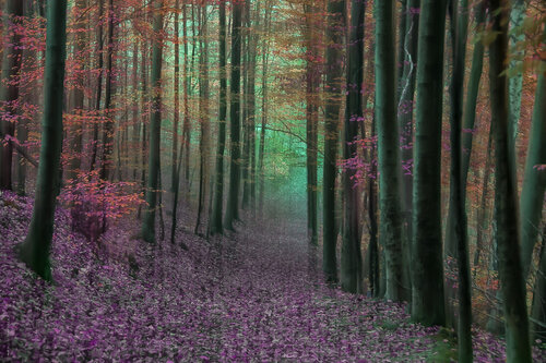 Zauberhafter Wald I - pink di Ulli Steinküller, Fotografia in vendita su Singulart
