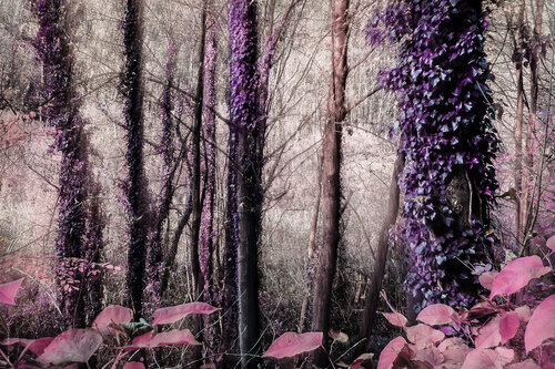 Zauberhafter Wald IV di Ulli Steinküller, Fotografia in vendita su Singulart