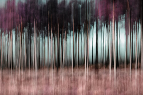 Zauberhafter Wald VII di Ulli Steinküller, Fotografia in vendita su Singulart