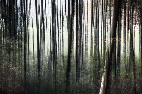 Zauberhafter Wald V di Ulli Steinküller, Fotografia in vendita su Singulart