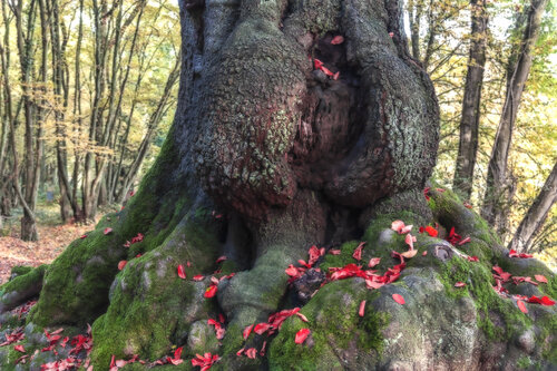 Zauberhafter Baum I di Ulli Steinküller, Fotografia in vendita su Singulart