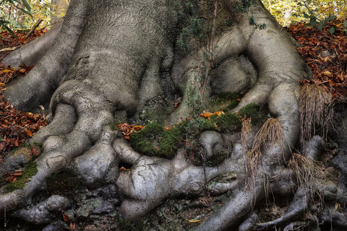 Zauberhafte Baum II di Ulli Steinküller, Fotografia in vendita su Singulart
