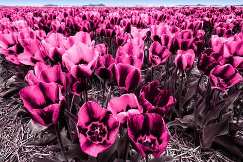 Tulpen - pink di Ulli Steinküller, Fotografia in vendita su Singulart