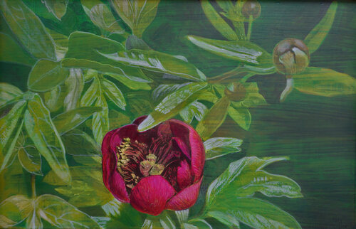 Pfingst-Rose van Christoph Fischer, Schilderij te koop op Singulart