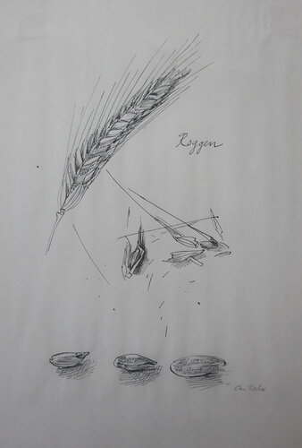Roggen van Christoph Fischer, Tekening te koop op Singulart