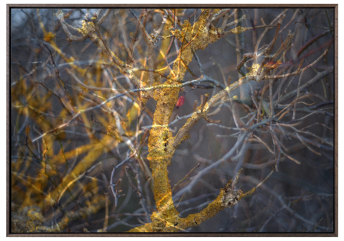 Botanical Dreams 16 von Egon Gade, Fotografie kaufen auf Singulart