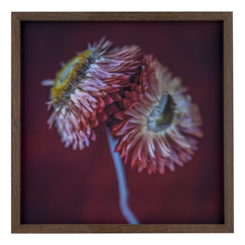 Rouge 2 von Egon Gade, Fotografie kaufen auf Singulart