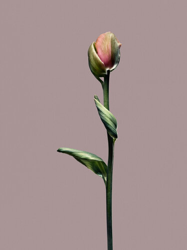 Object 1 Papa Tulip von Egon Gade, Druck kaufen auf Singulart