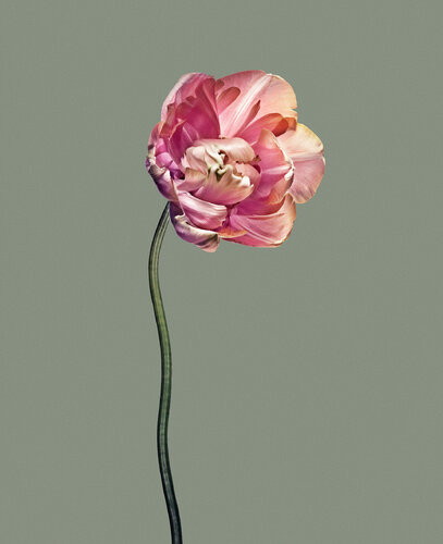 Object 3 Papa Tulip by Egon Gade, Print for Sale on Singulart