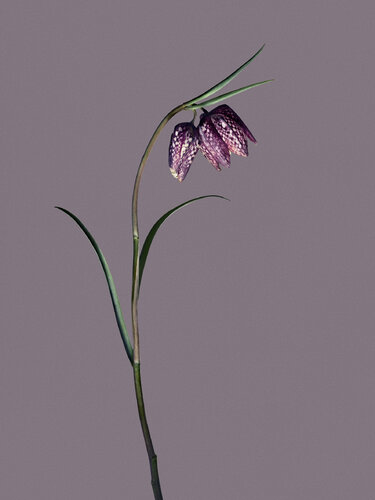 Objekt 4 - Fritillaria by Egon Gade, Print for Sale on Singulart