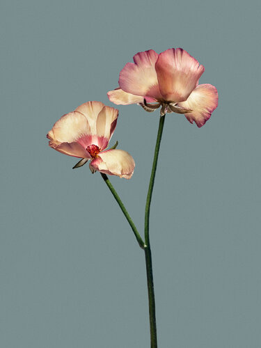 Objekt 6 - Buttercup di Egon Gade, Stampa in vendita su Singulart